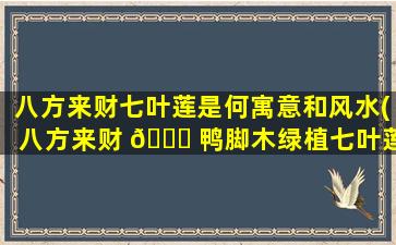 八方来财七叶莲是何寓意和风水(八方来财 🐎 鸭脚木绿植七叶莲发财树鸭掌木)